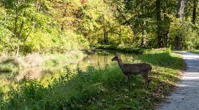 Deer along Towpath Trail in Ohio’s Cuyahoga Valley National Park