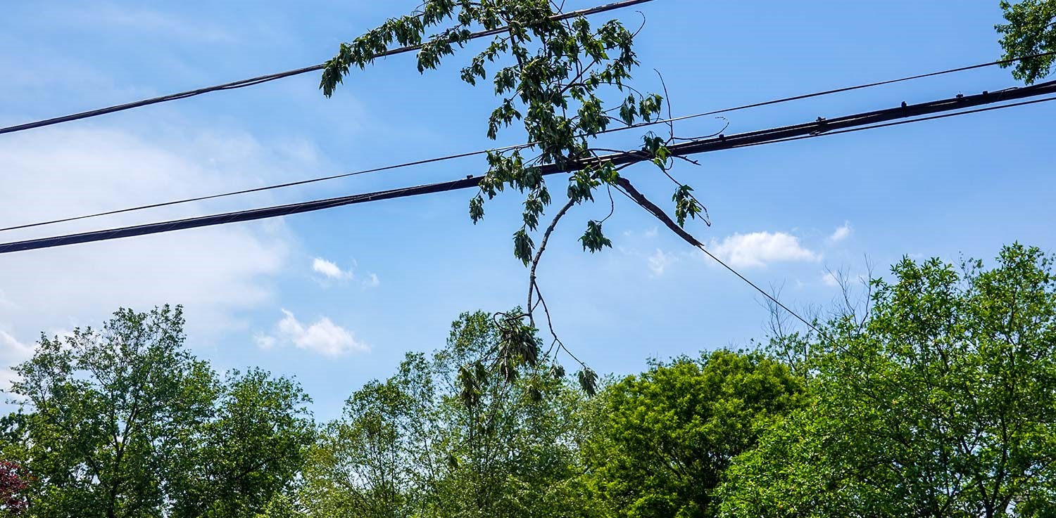 A broken limb caught in an overhead power line