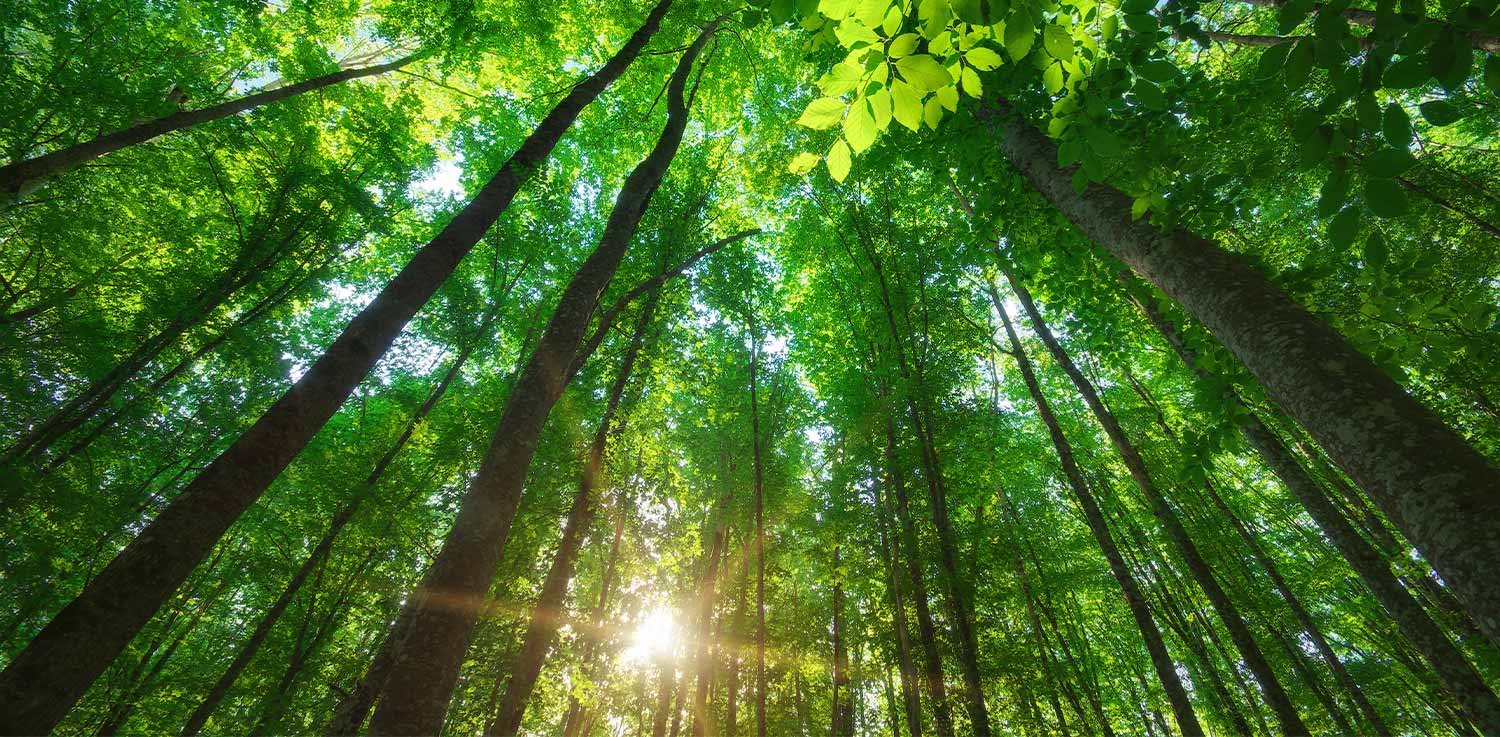 Sunlight peeking through tree canopy