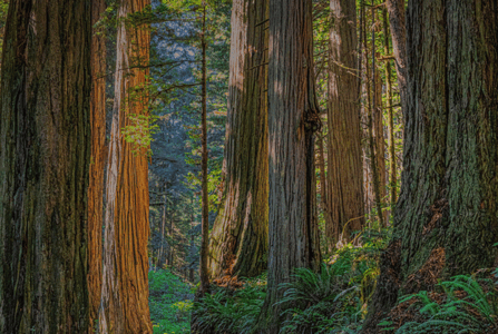 Trees in a forest