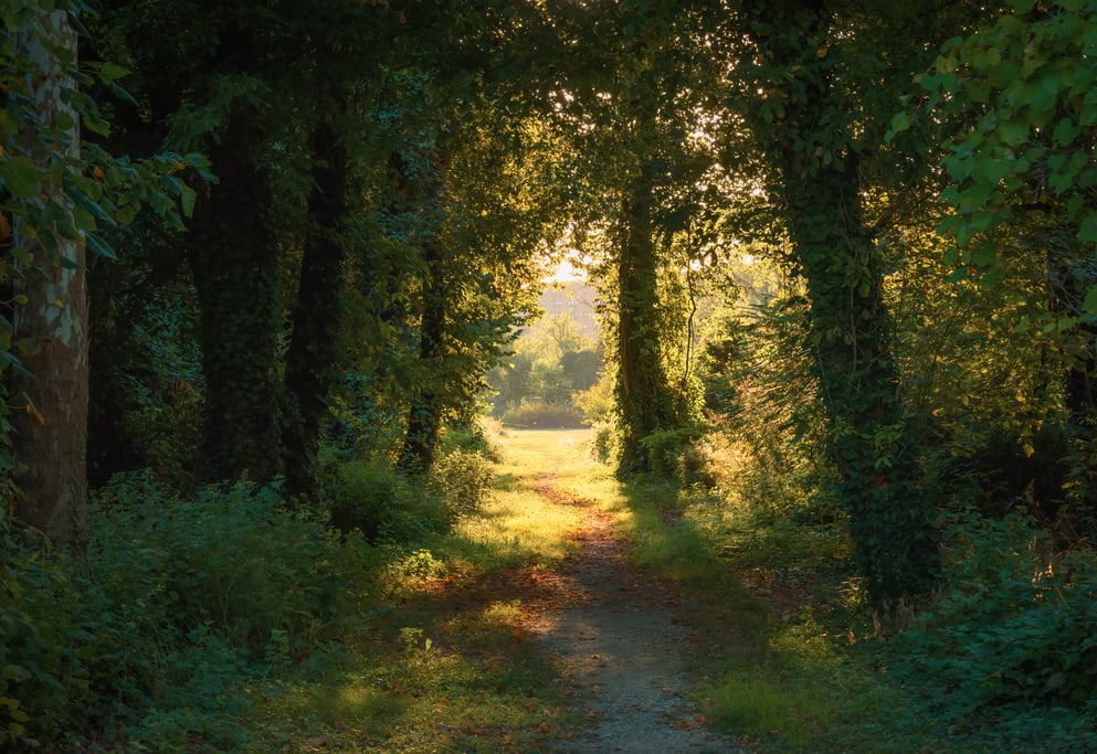 trees