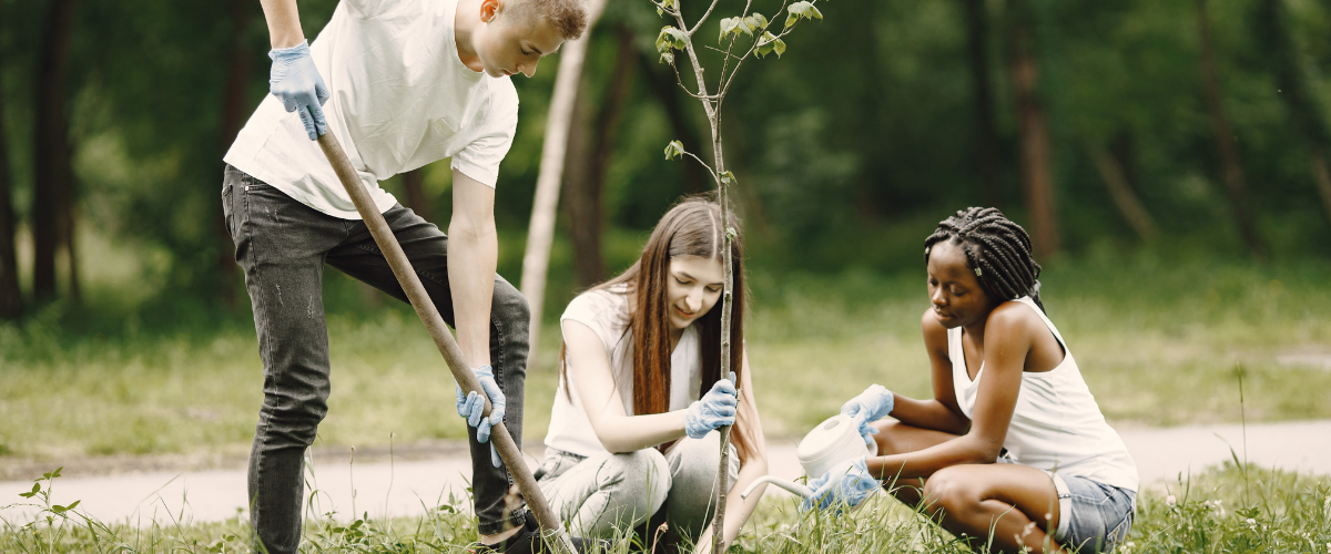 Three students planting a tree
