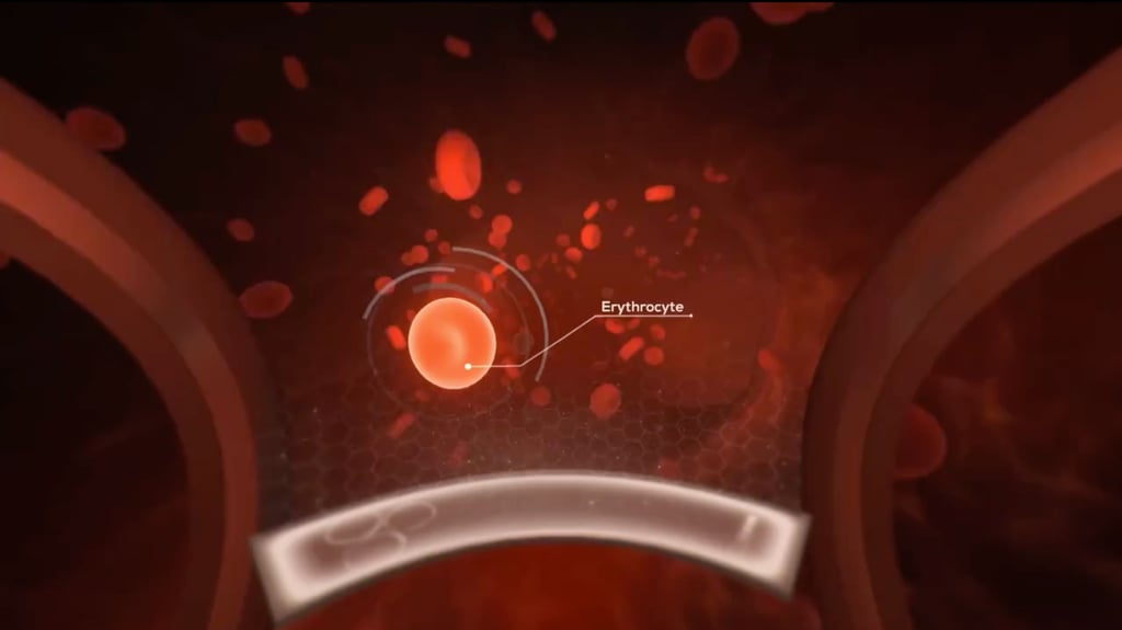 erythrocyte