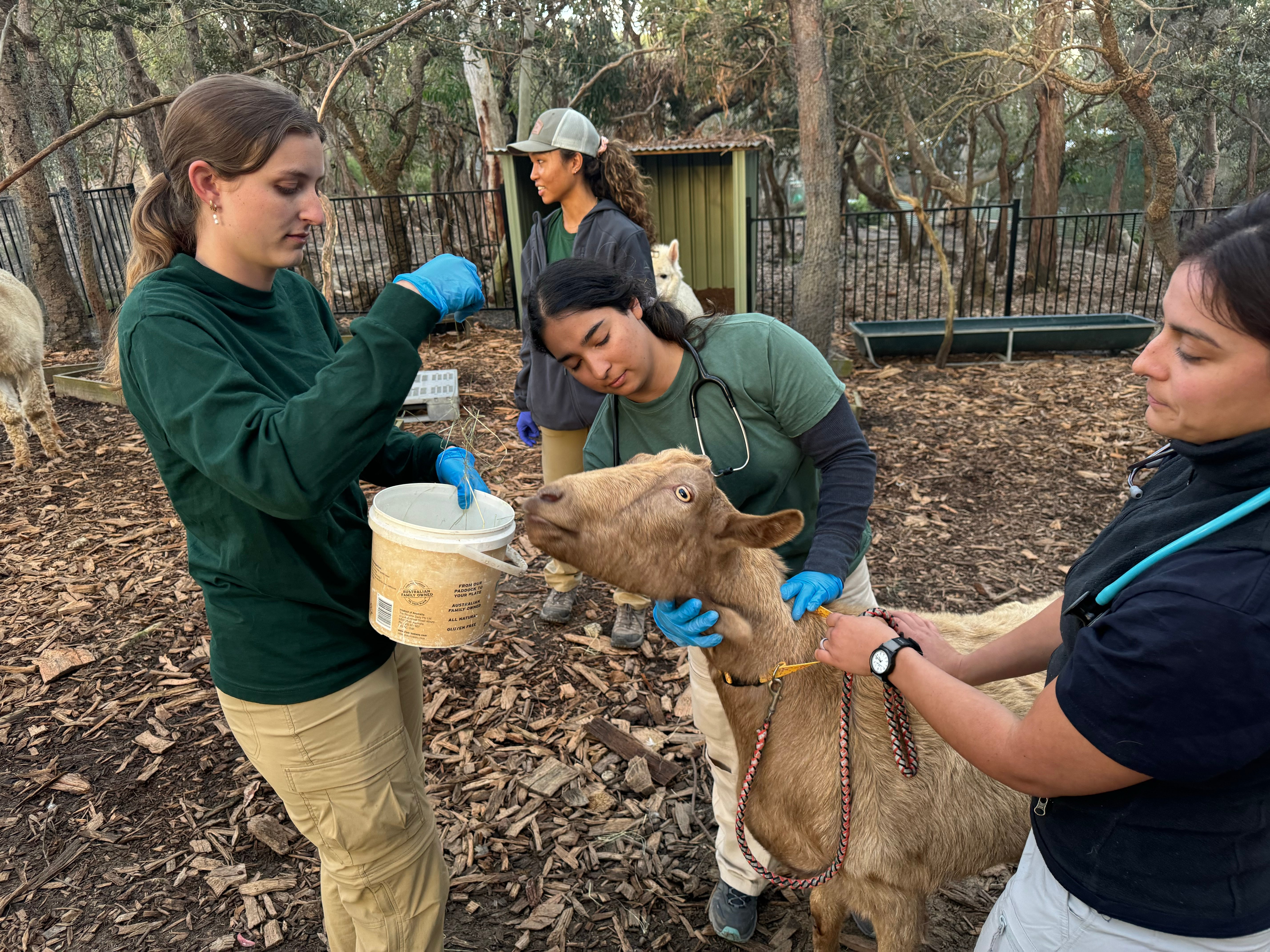 VET_2024_Australia_LoopAbroad_26