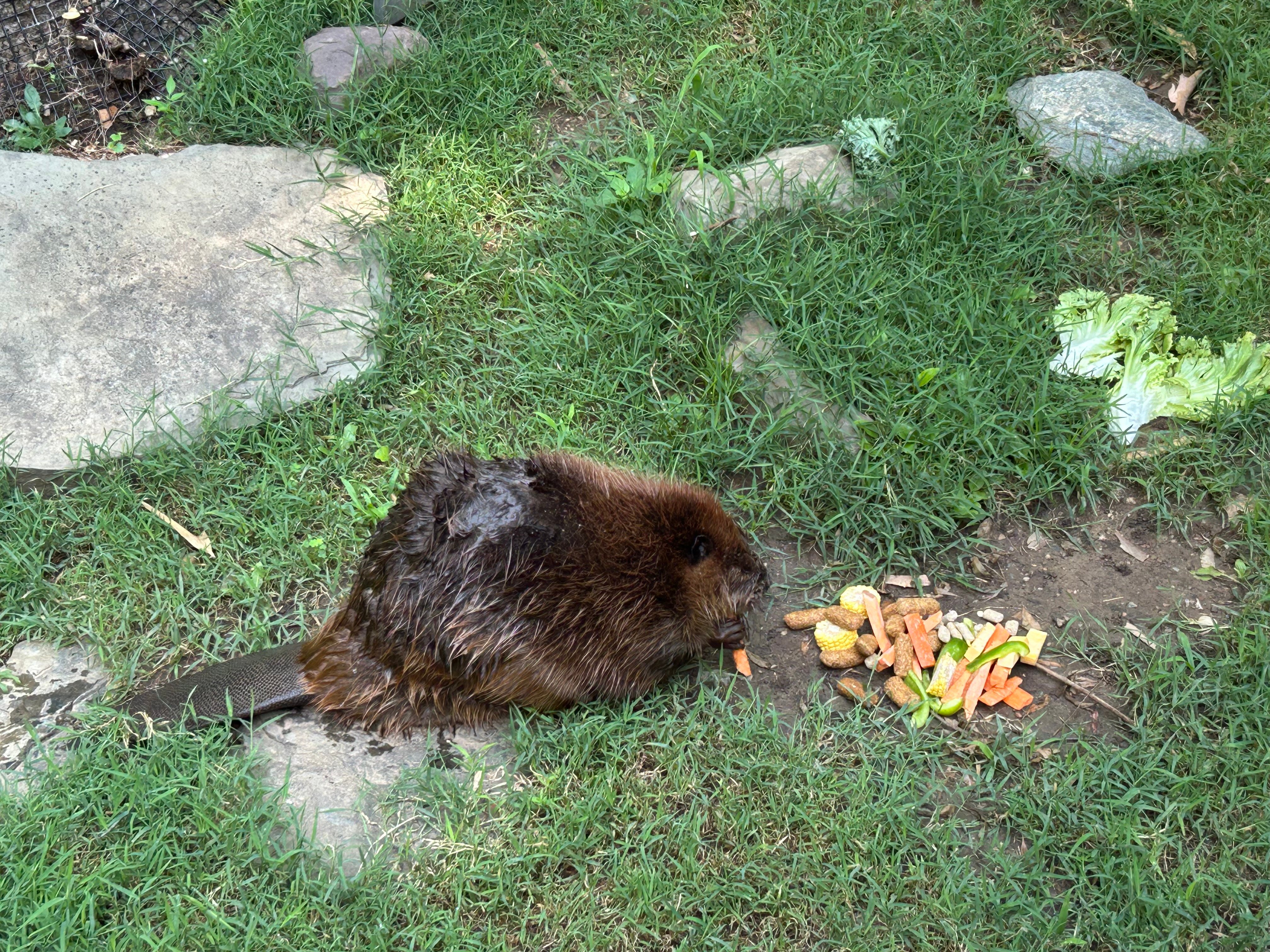 VET_MS_2025_DC_Workshop_08