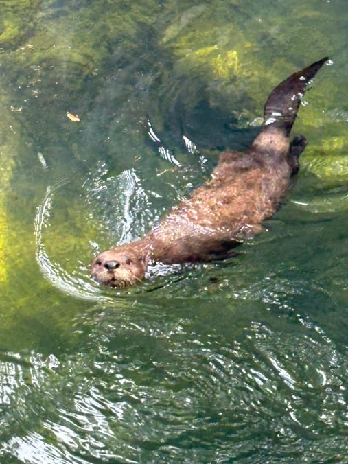 VEH_2025_Texas_Animal_01