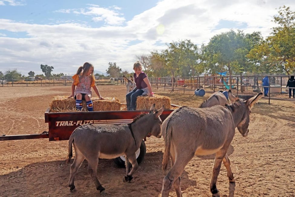 Donkeys and tractor rides 
