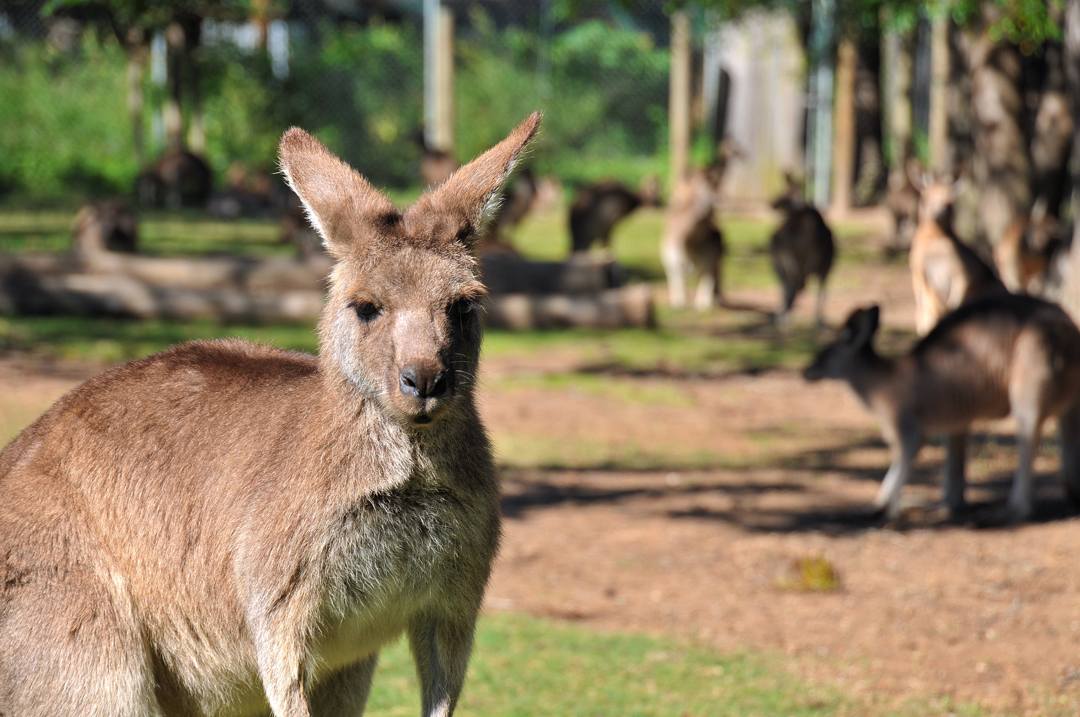Kangaroo-AdobeStock_24892138