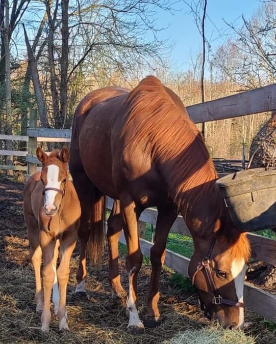 Pine Bush Carousel Image 4