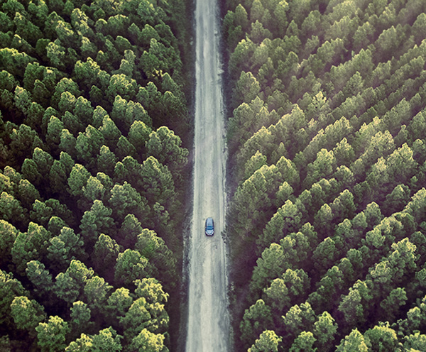 car in forest