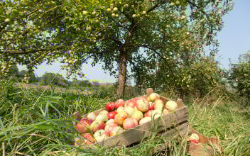 aepfel-konsorten_352x220_2024_09