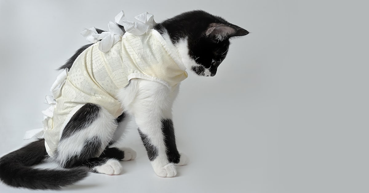 beckenbruch-katze_1200x630_2021_07