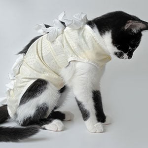 beckenbruch-katze_300x300_2025_04