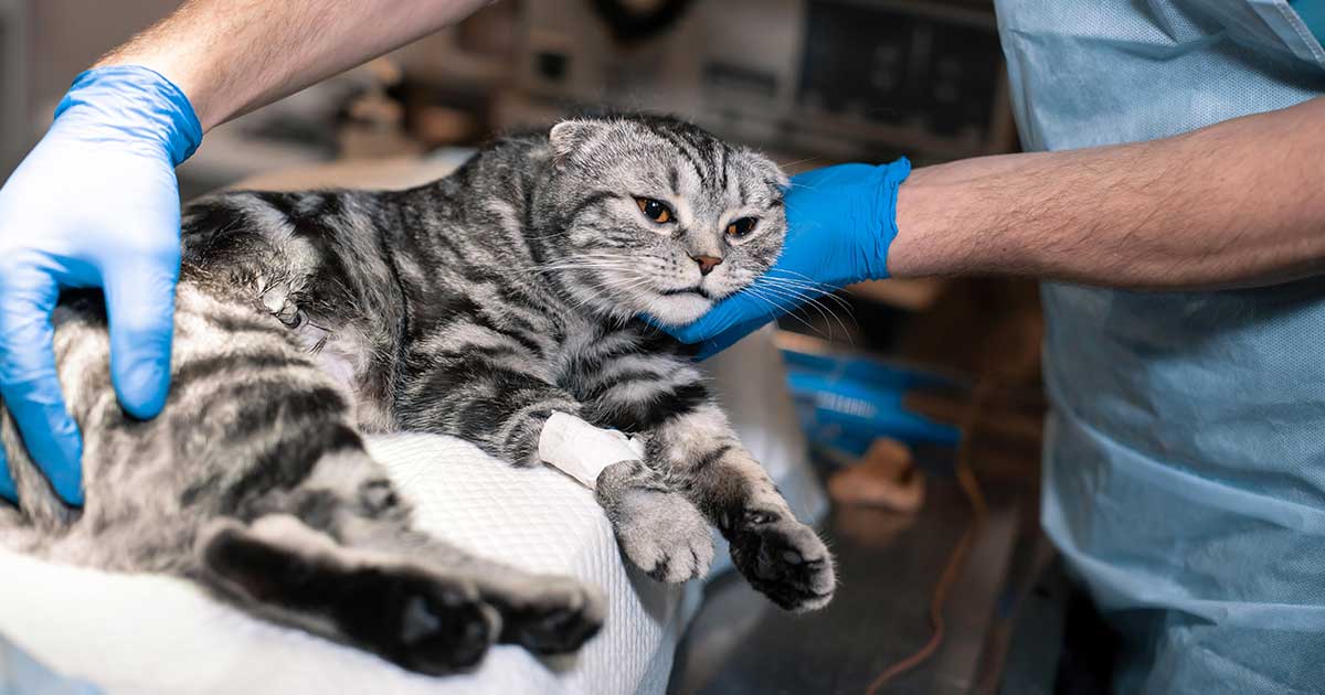 beinbruch-katze_1200x630_2021_07