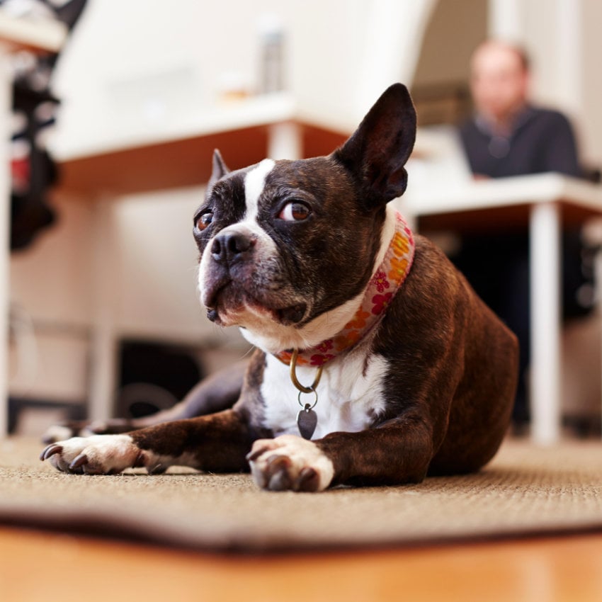 E5X78N Neugieriger Hund liegt auf einem Teppich in einem Büro