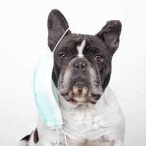 franzoesische-bulldoge-mit-maske_1250x625_2021_03