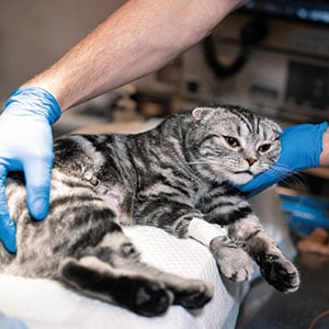 gastritis-katze_300x300_2025_04