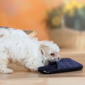 hund-zerbeisst-pantoffel_300x300_2023_01