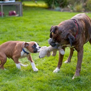 hunde-im-garten_300x300_2024_0