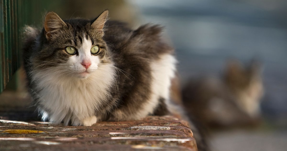 katze-auf-einer-mauer_1200x630_2021_07