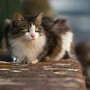 katze
