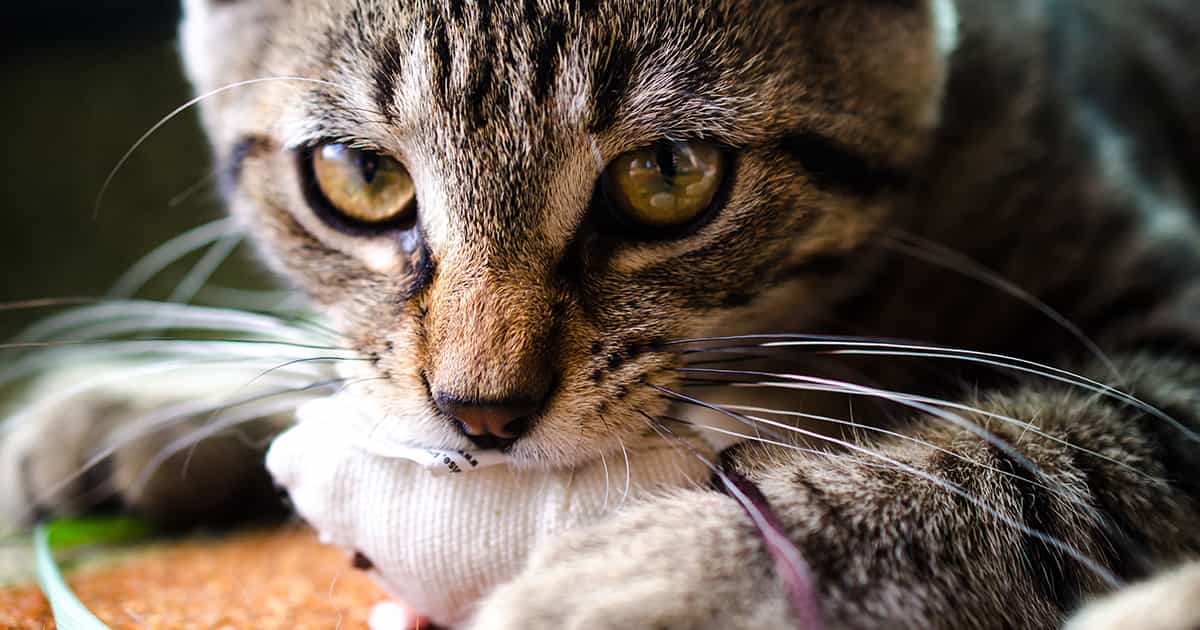katze-beit-in-spielmaus_1200x630_2021_04