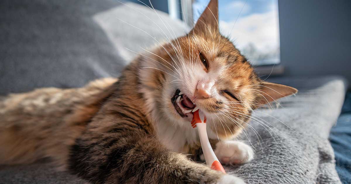katze-mit-zahnbrste_1200x630_2021_07