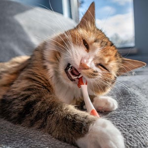 katze