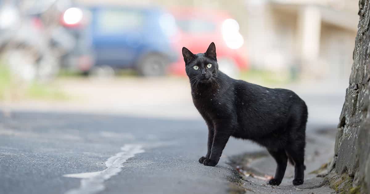 katze-steht-am-straenrand_1200x630_2021_04