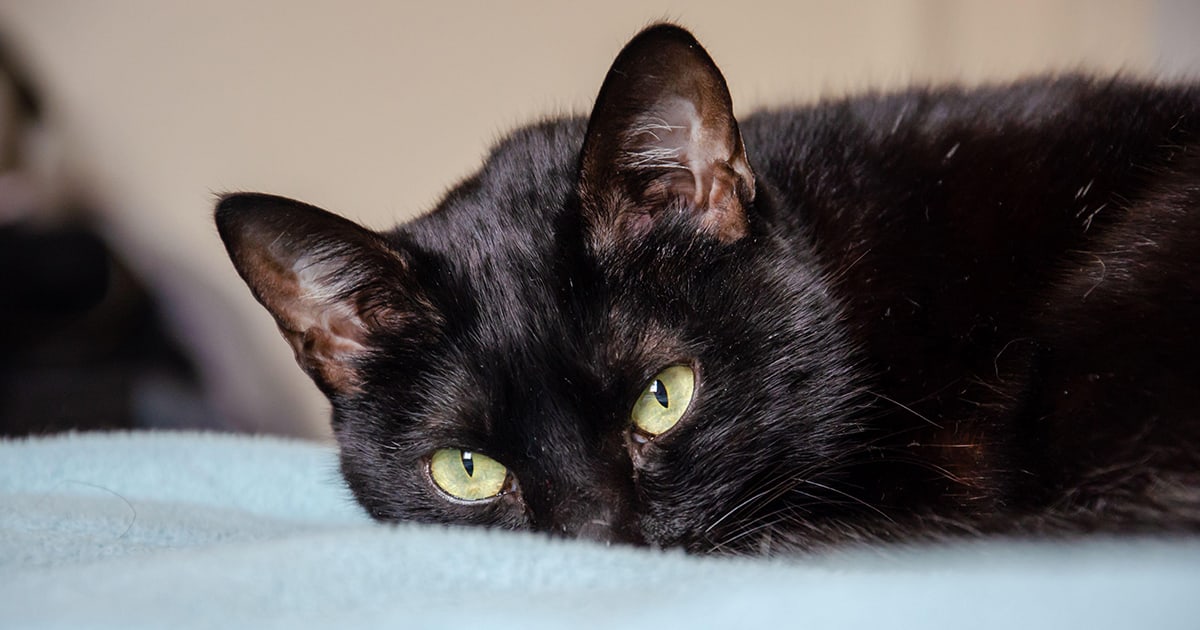 liegende-katze_1200x630_2021_07