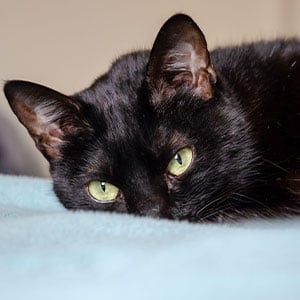 katze