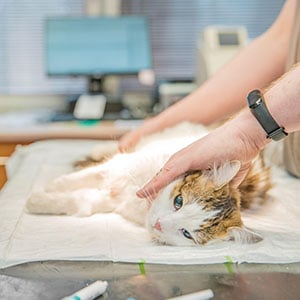 magen-op-katze_300x300_2025_04