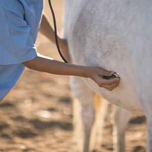 pferd-wird-untersucht_300x300_2025_04 pferd-wird-untersucht_300x300_2025_04