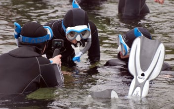 Snorkling.City 