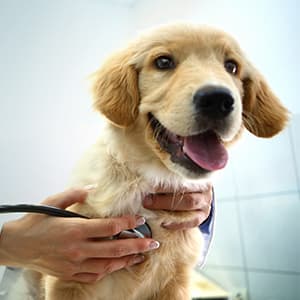 hunde-op-versicherung_300x300_2021_03 hunde-op-versicherung_300x300_2021_03