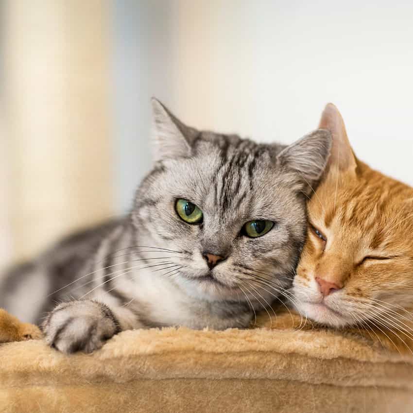 katzenhaftpflicht_850x850_2021_04