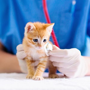 op-versicherung-fuer-katzen_300x300_2021_07