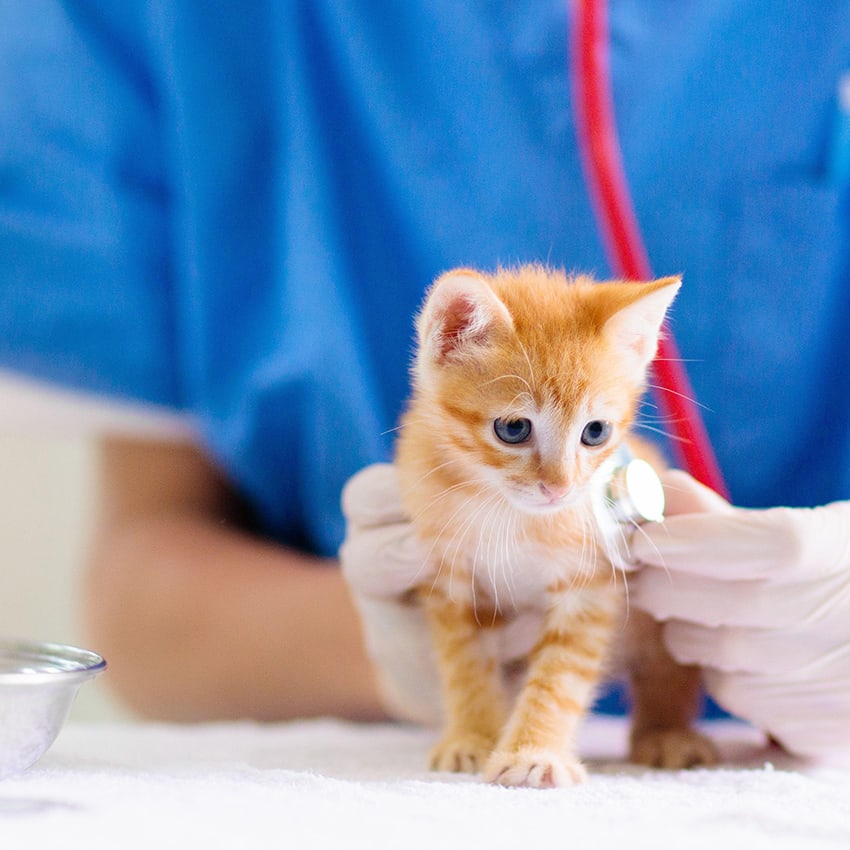 op-versicherung-fuer-katzen_850x850_2021_07