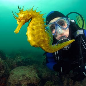 tauchversicherung_300x300_2020_11