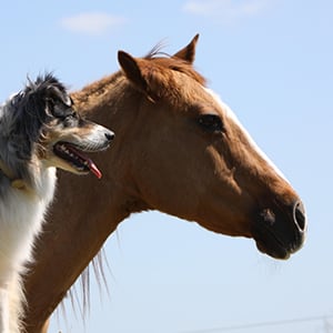 tierhalterhaftpflicht_300x300_2023_09 tierhalterhaftpflicht_300x300_2021_05