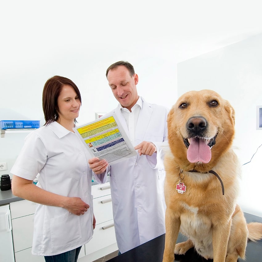 tierkrankenversicherung_850x850_2021_07