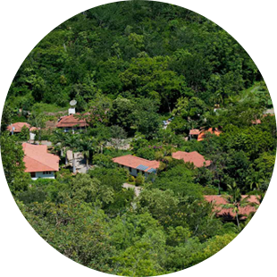 houses in the forest