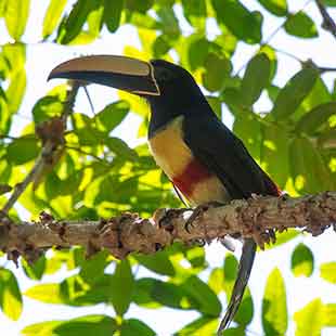 a bird sitting on a tree branch