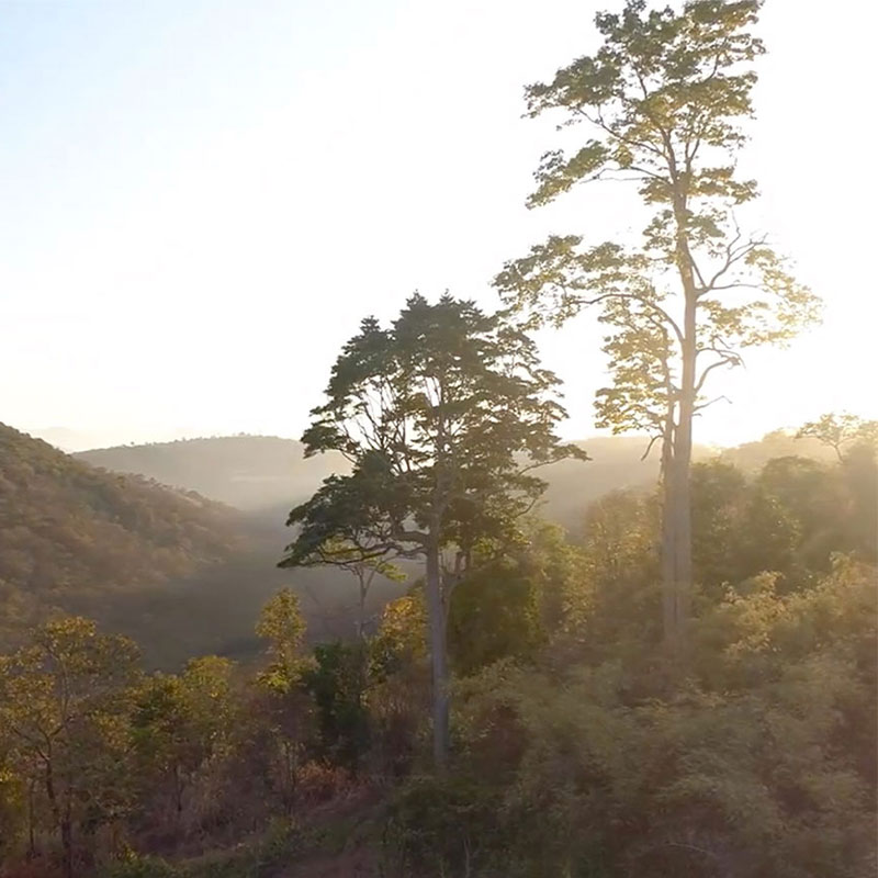 The Zurich Forest