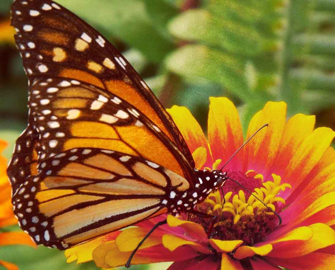 Butterfly on a flower