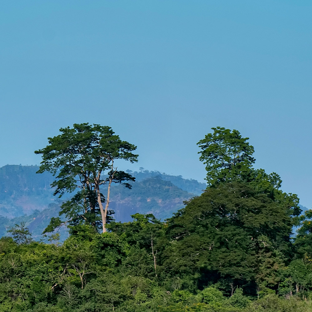 The forest at Instituto Terra