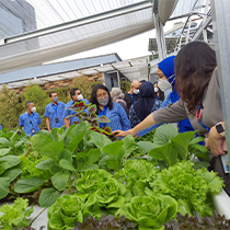 people looking at crops