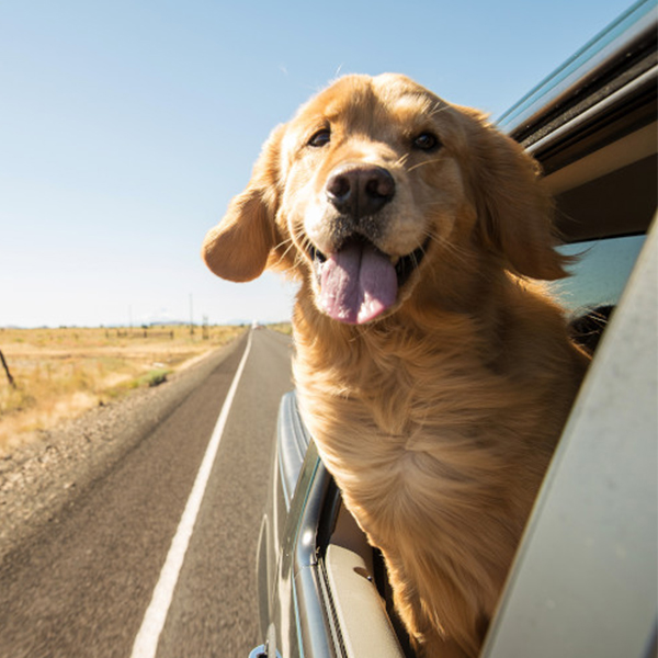 a dog hanging out of a car window