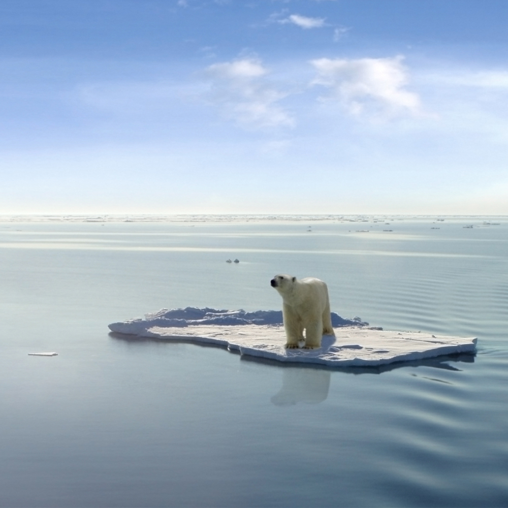 Polar bear stranded on iceberg