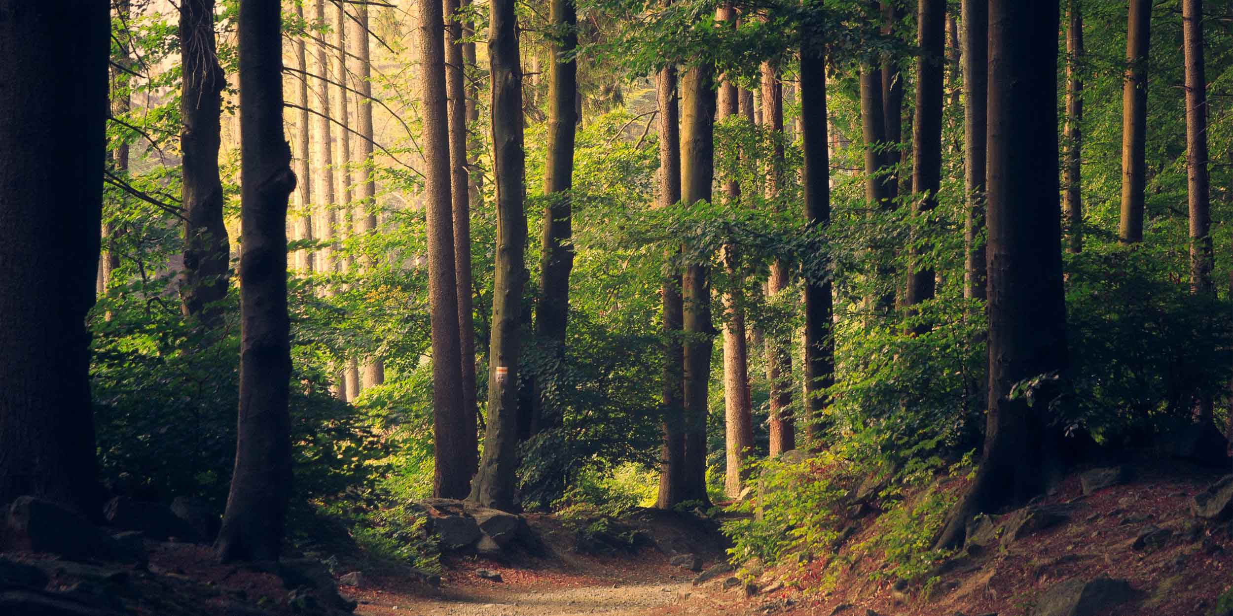 path in a forest